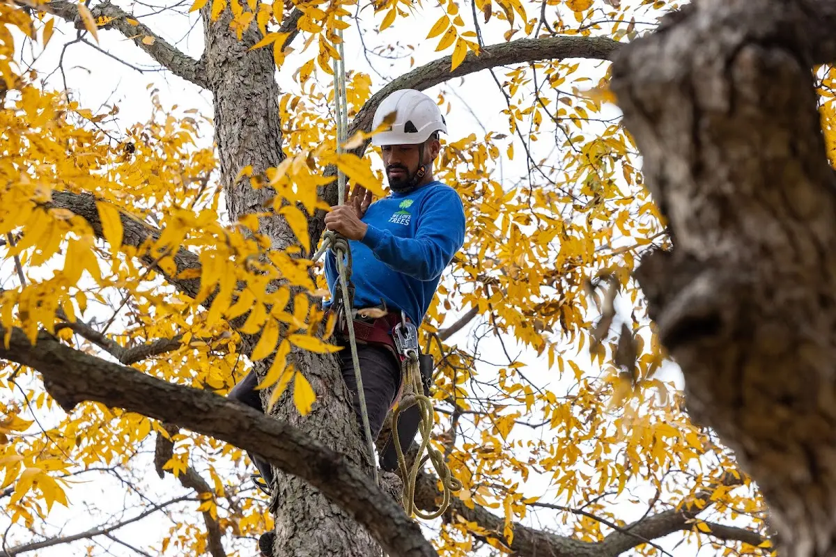 Skilled Storm Damage Cleanup crew working in Brownsville
